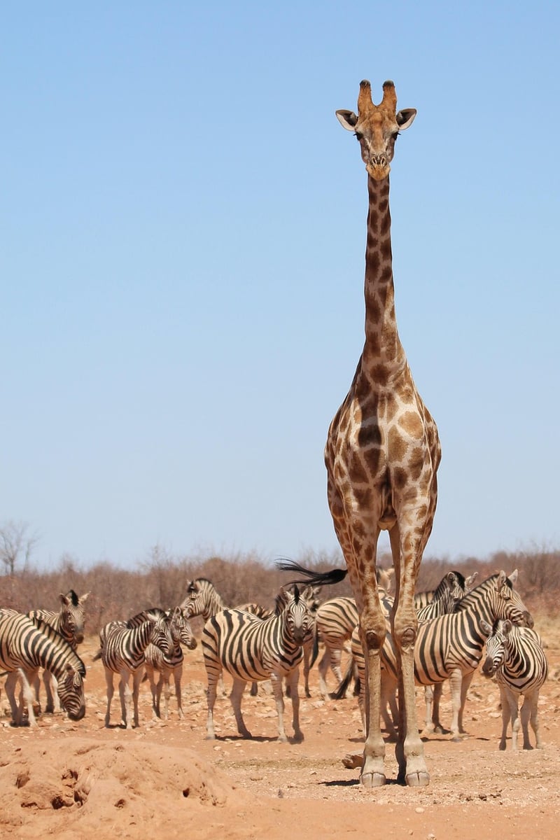 Giraffe Safari