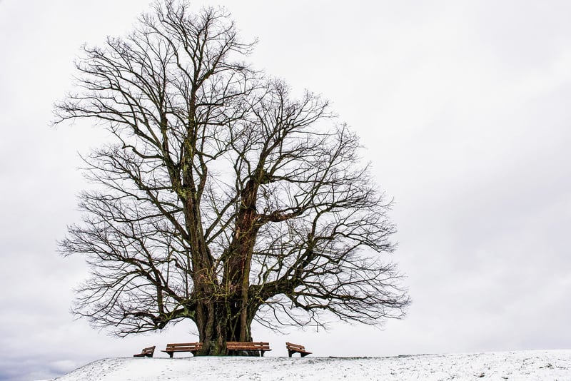 Nature Photography